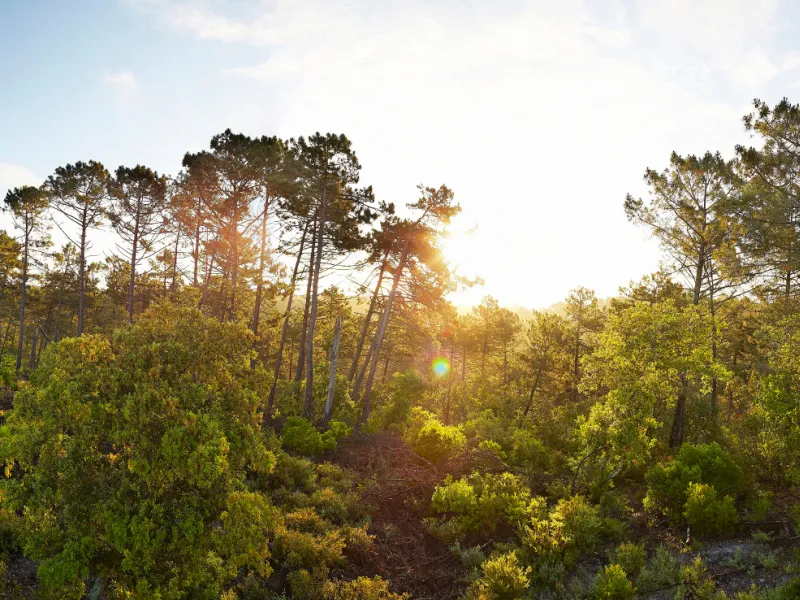 La Forêt des Landes, l'une des plus grandes d'Europe de l'Ouest