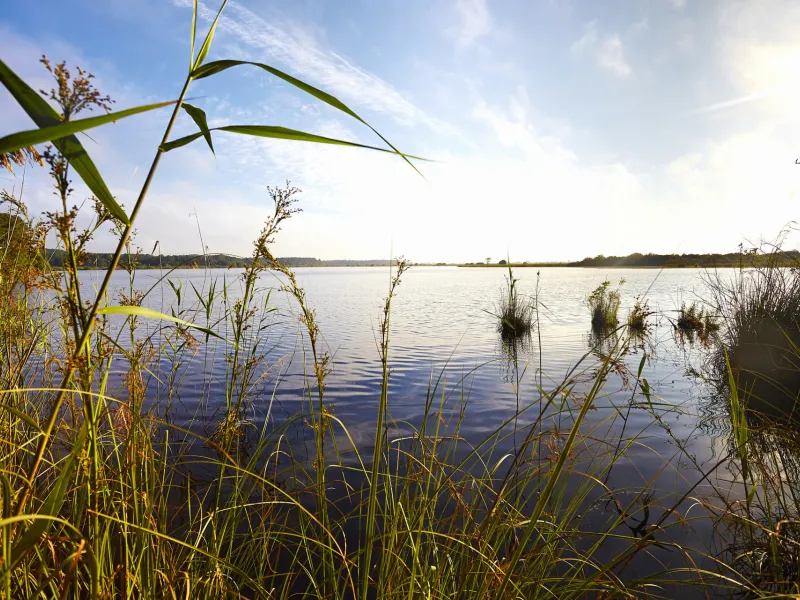 Réserver naturelle de l'Etang de Cousseau
