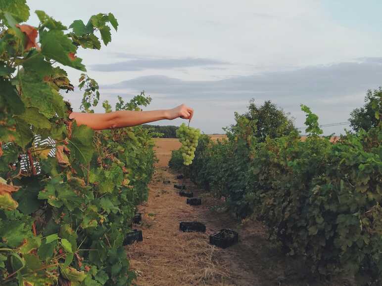 A winemaker in Landes